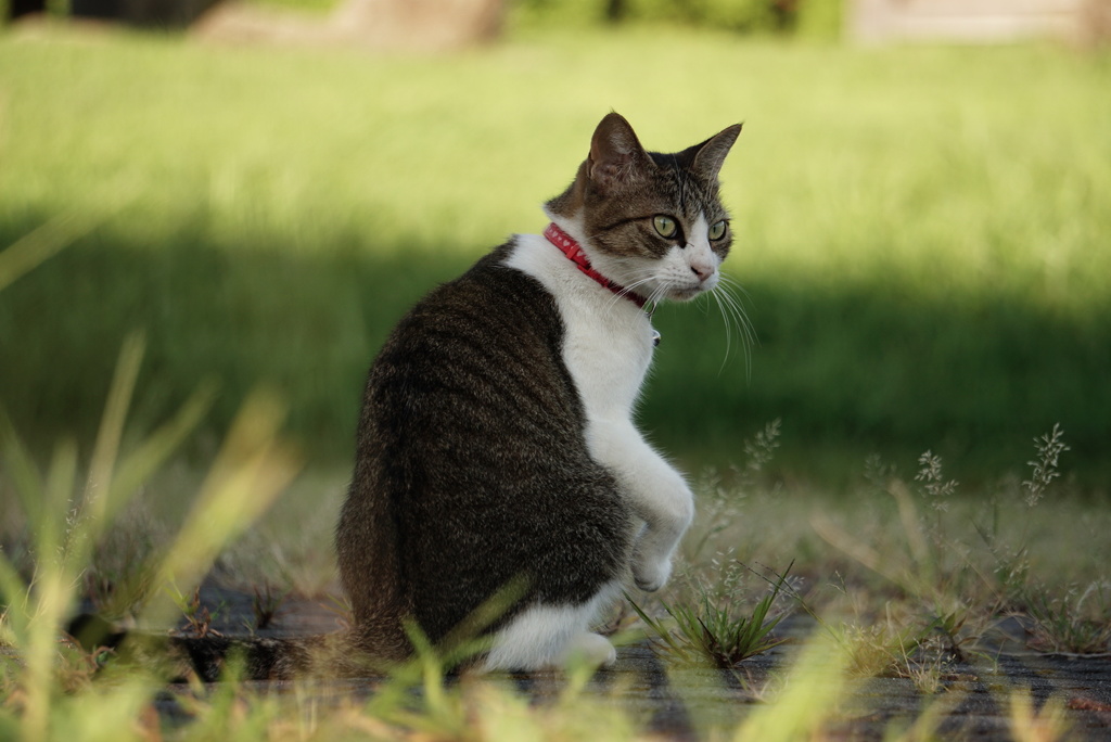 小さな町ニャンコ歩き