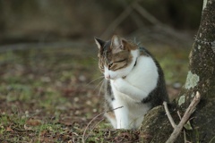 小さな町ニャンコ歩き