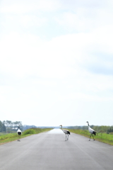 渡り鳥、道路を渡る。