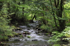 森を流れる川