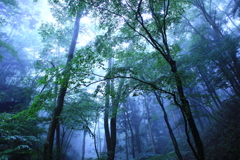 雨の森