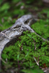 大きな森の奥の小さな苔の森