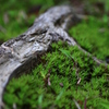 大きな森の奥の小さな苔の森