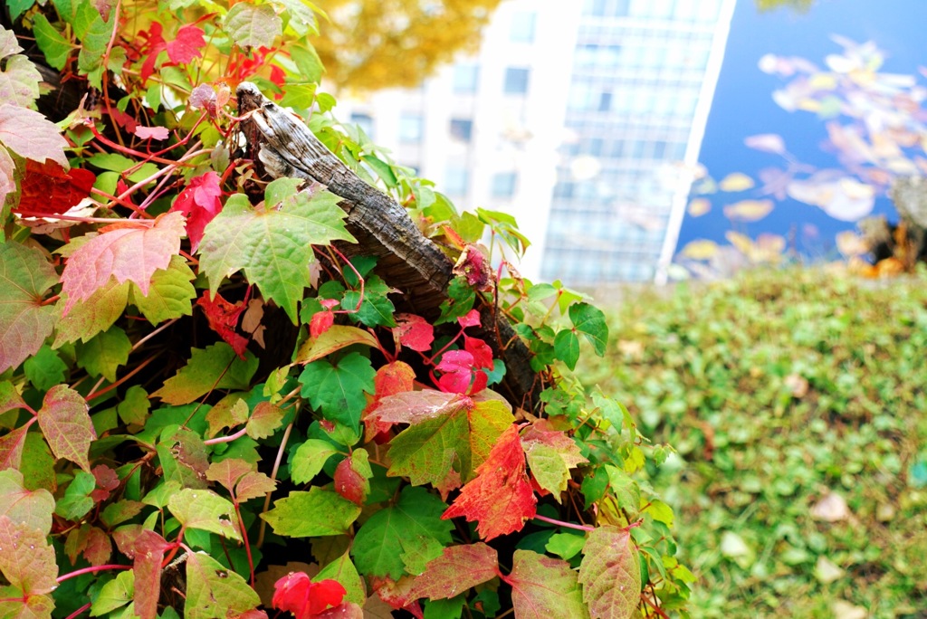 紅葉とおおどおり