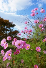 明治公園コスモス