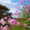 明治公園コスモス