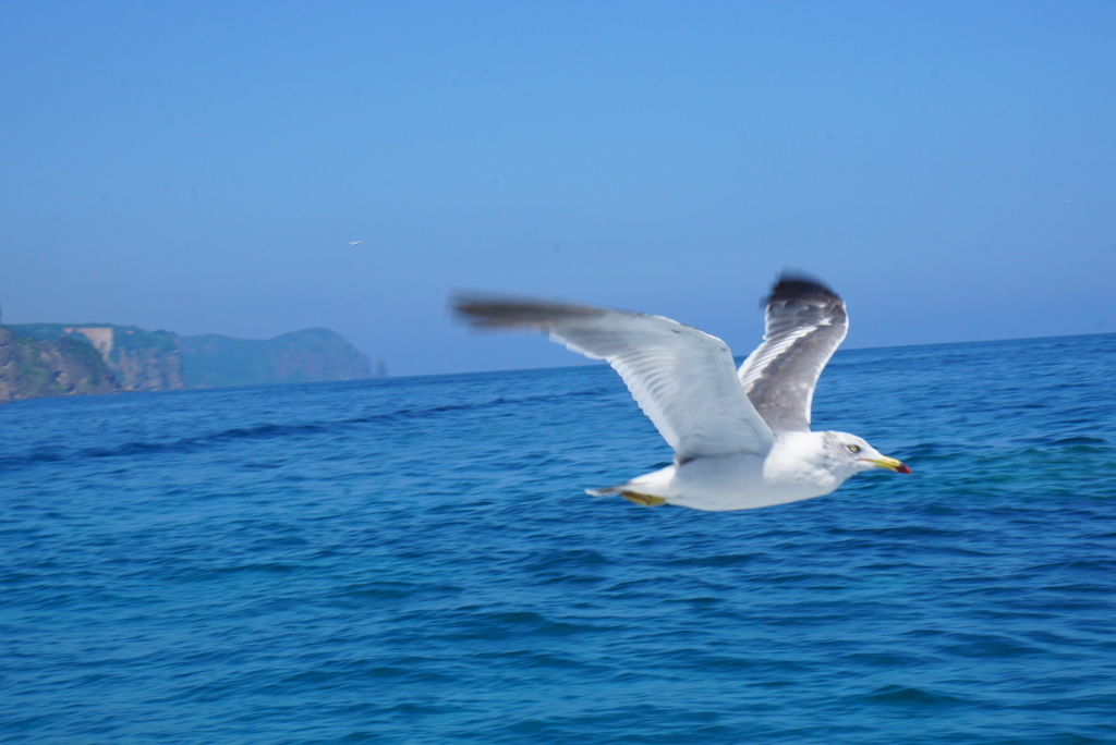 海上の鳥