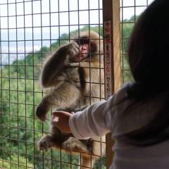 猿と少女