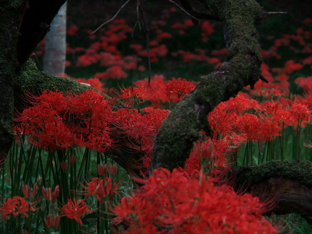 彼岸花 3
