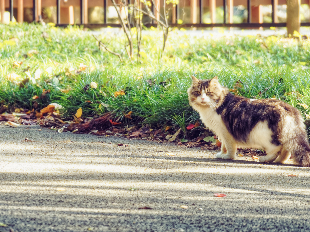 ねこちゃん