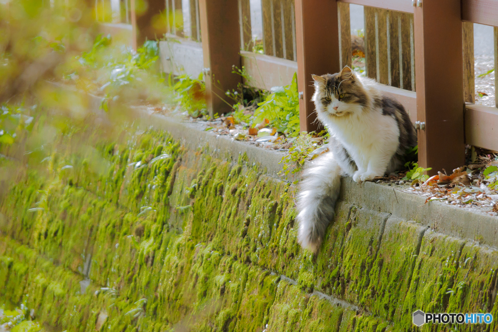 野良ねこちゃん
