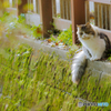 野良ねこちゃん