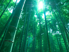 竹林