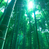 竹林