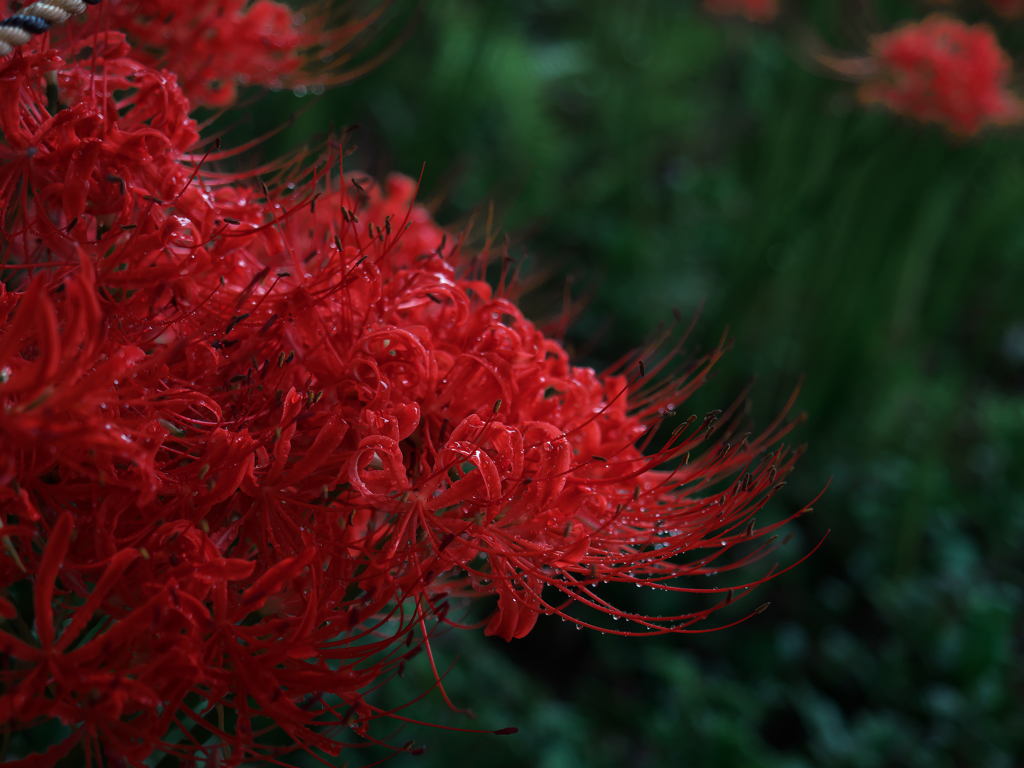 彼岸花 １