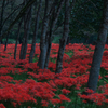 彼岸花 2