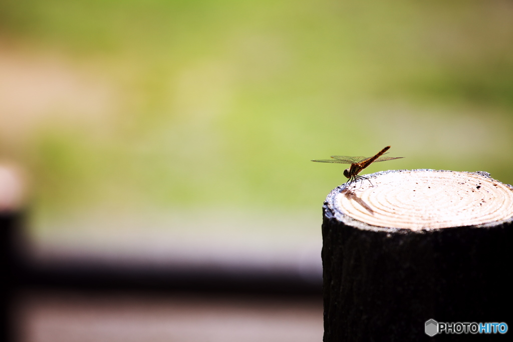 奈良キャンプ場