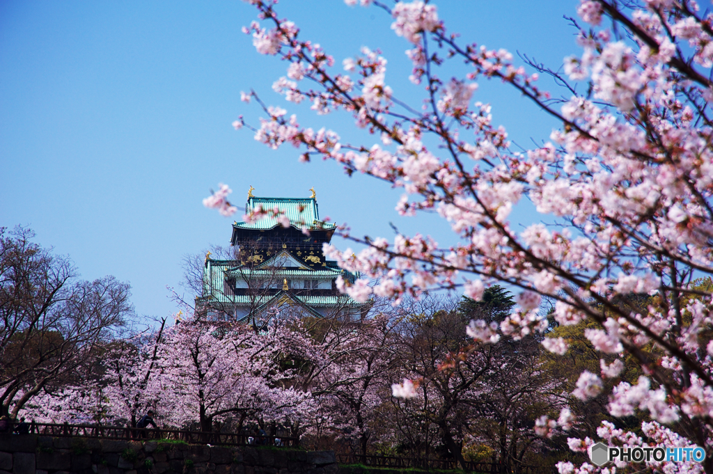 大阪城桜