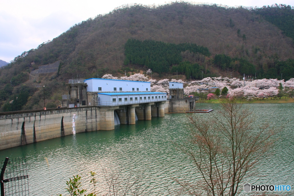 大野ダム桜まつり