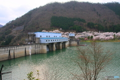 大野ダム桜まつり