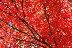 嵐山紅葉