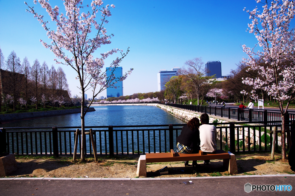 大阪城桜カップル