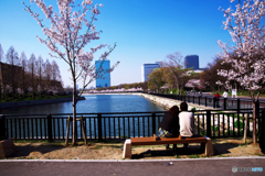 大阪城桜カップル