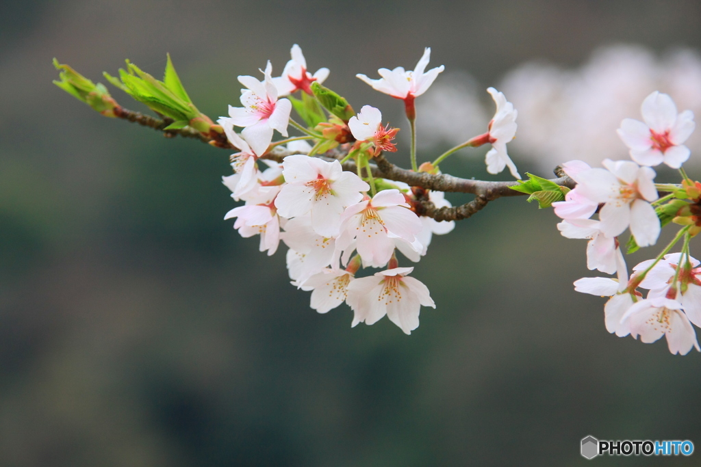 大野ダム桜まつり