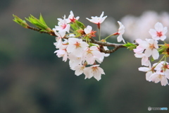大野ダム桜まつり