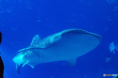 美ら海水族館