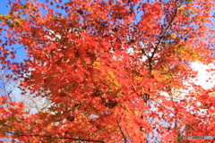 神峰山寺紅葉