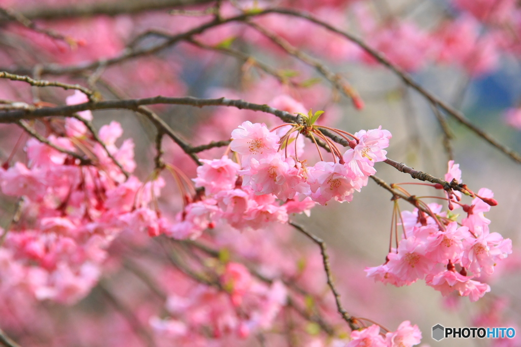 大野ダム桜まつり