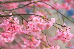 大野ダム桜まつり