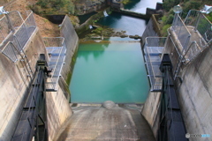 大野ダム桜まつり