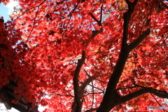 神峰山寺紅葉