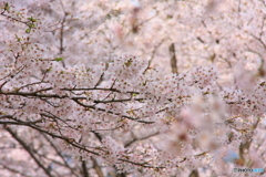 大野ダム桜まつり