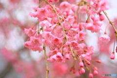 大野ダム桜まつり