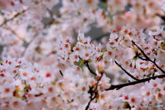 大野ダム桜まつり
