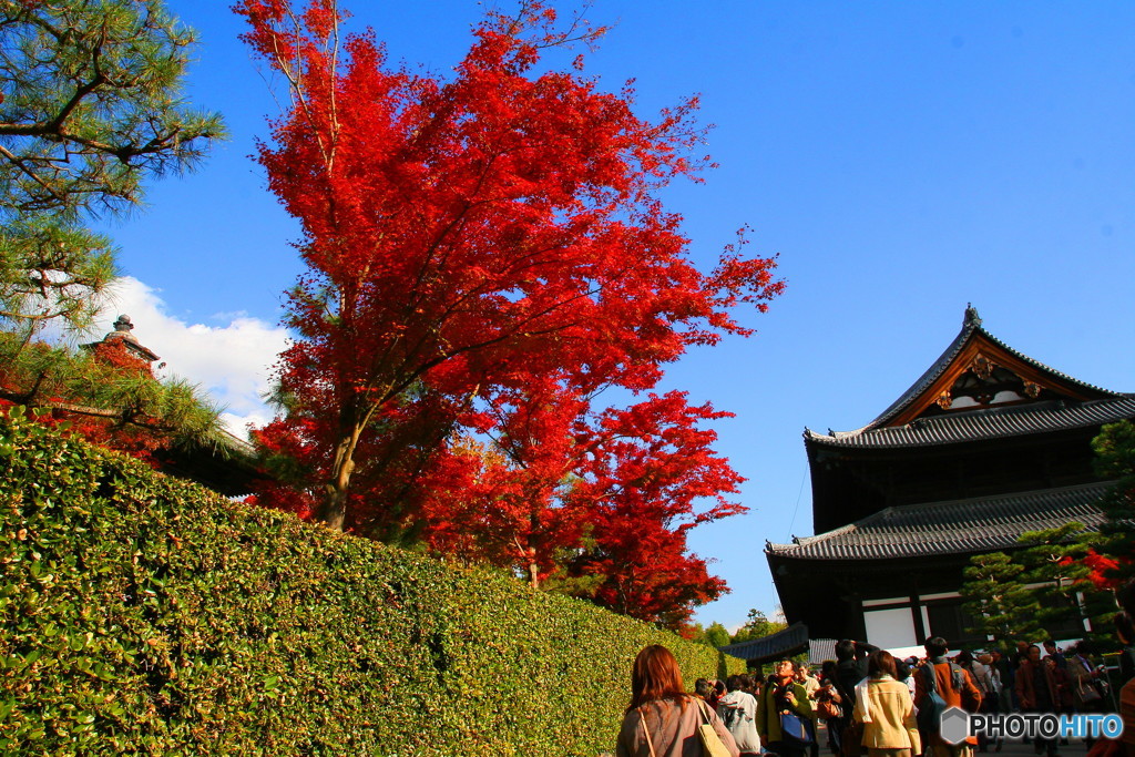 東福寺紅葉_20071201_009