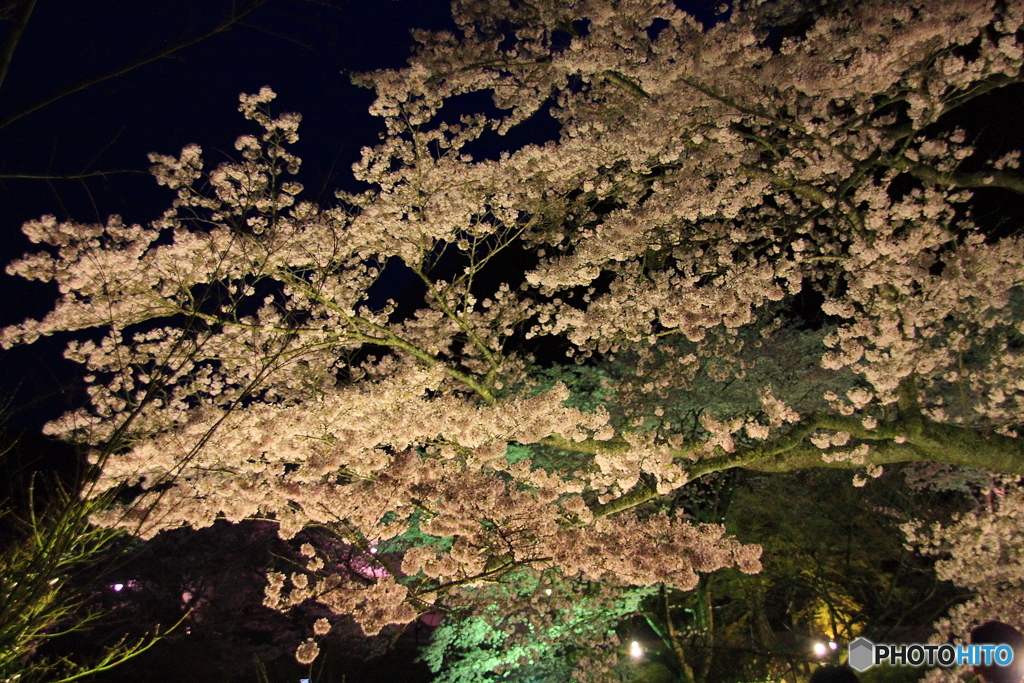 大野ダム桜まつり