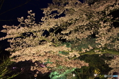 大野ダム桜まつり