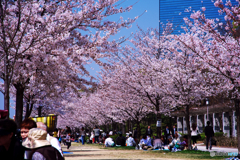 大阪城桜