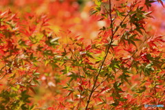 神峰山寺紅葉