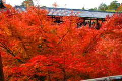 東福寺紅葉_20071201_016