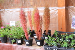 やぶっちゃランド