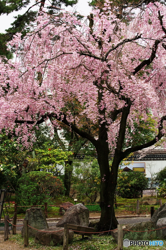 名古屋城