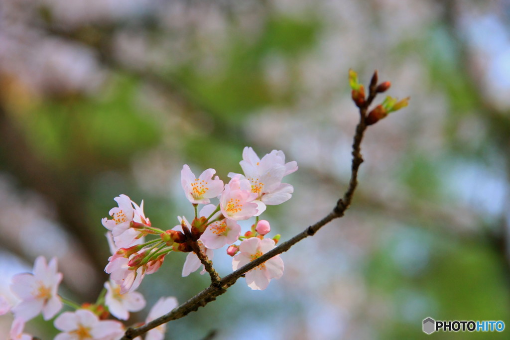 大野ダム桜まつり