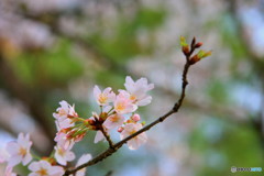 大野ダム桜まつり