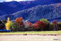 嵐山紅葉