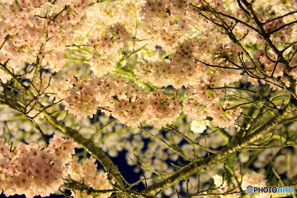 大野ダム桜まつり